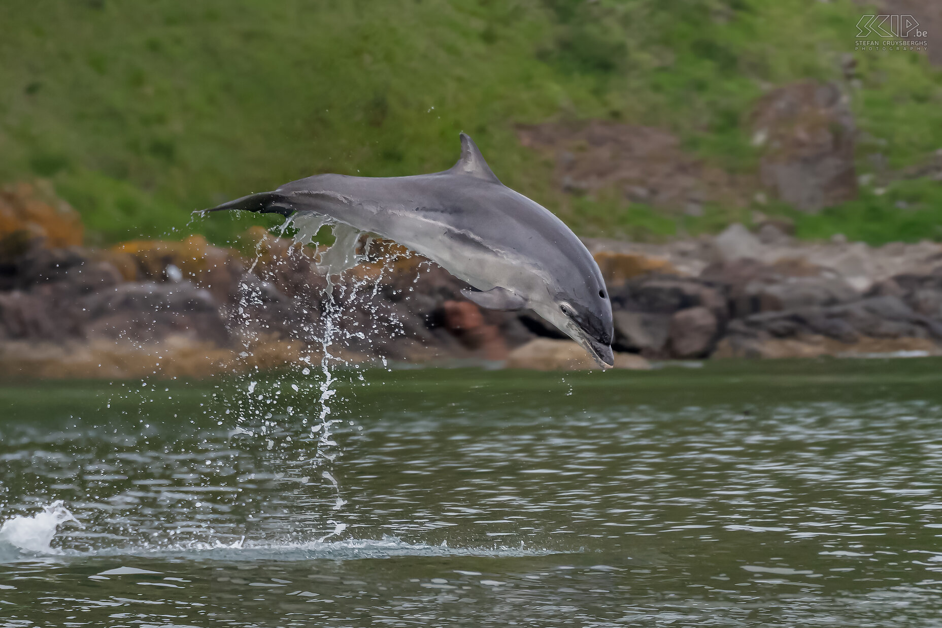 Moray Firth - Bottlenose dolphin From Cromarty we made a trip with a RIB (Zodica) to explore the many seabirds and dolphins in the Moray Firth. Moray Firth is located north east of Inverness and is the largest inlet of the North Sea in Scotland. It is one of the best places in Europe to see bottlenose dolphins in the wild. Stefan Cruysberghs